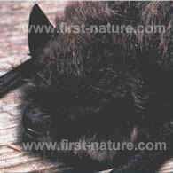 'Fuzzy Face' - the whiskered bat