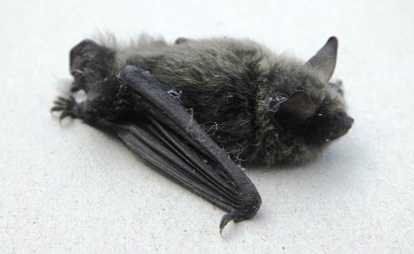 Pipistrelle bat in west Wales