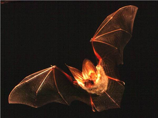 Long-eared bat