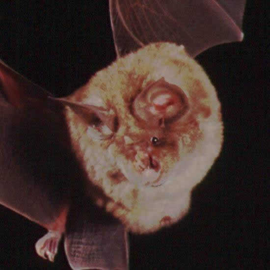 Greater horseshoe bat in close-up