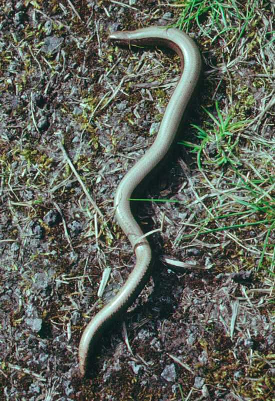 Slow worm, Anguis fragilis