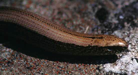 Head of a female Slow Worm, Anguis fragilis