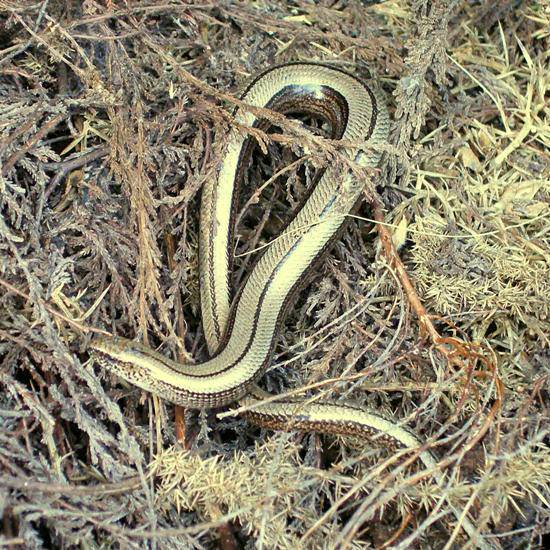 Slow Worm on Skomer Island