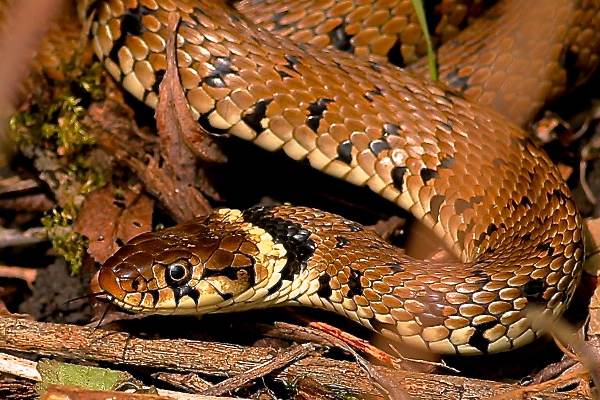 Grass Snake, Oxfordshire