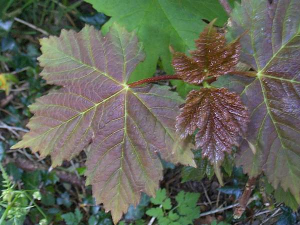 Sycamore leaves in springtime