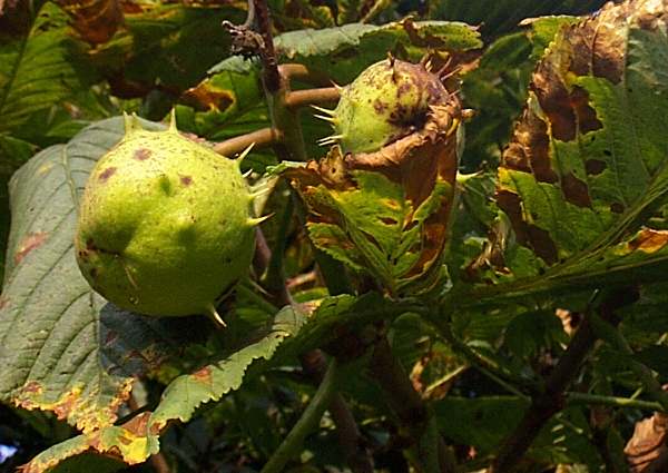 Conkers in their prickly cases