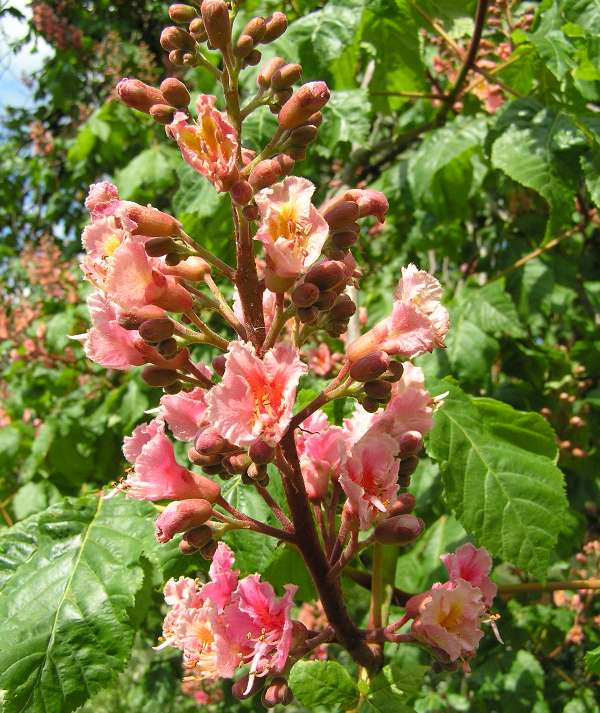 Blossom of Aesculus x carnea