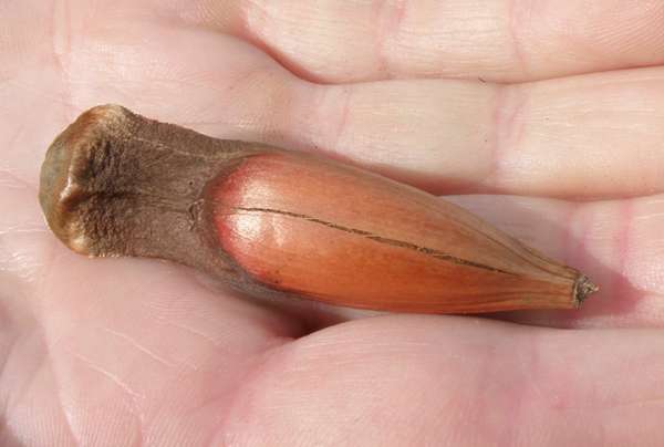 Seed of a Monkey Puzzle tree