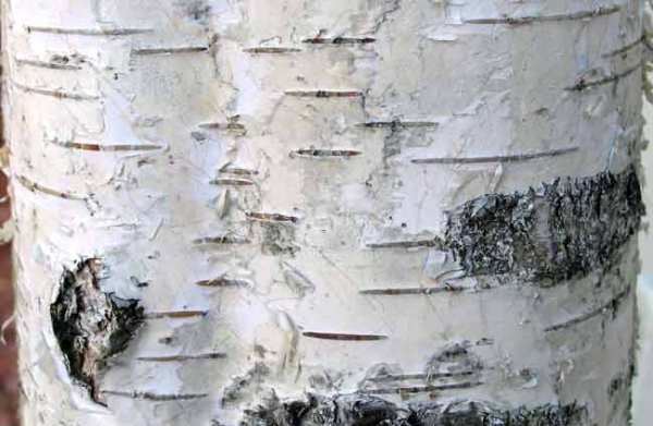 Young silver birch - bark