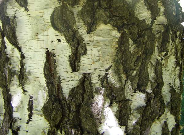 Older silver birch - bark