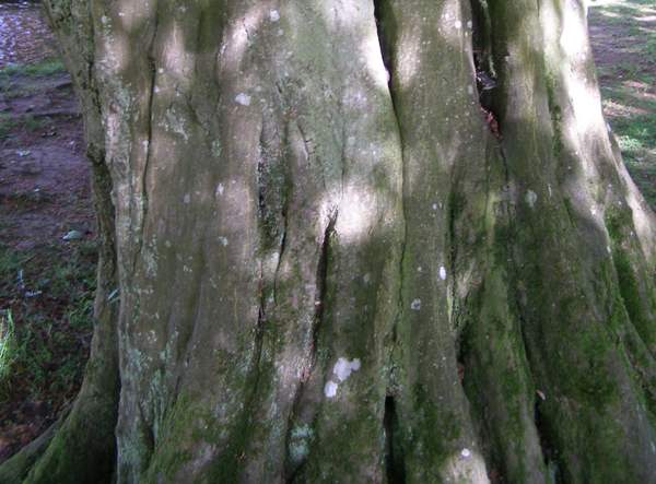 The fluted trunk of an old hornbeam