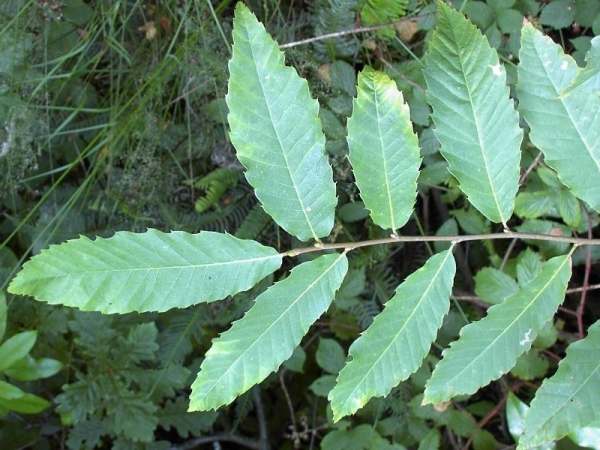 Leaves of the Sweet Chestnut tree