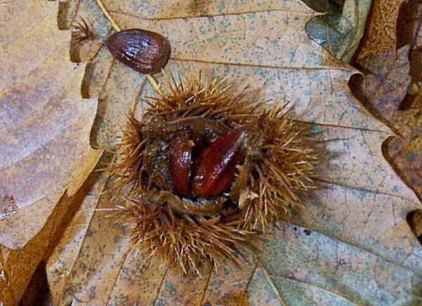 Fruits of the Sweet Chestnut tree