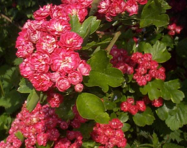 Paul's Scarlet, a hawthorn cultivar