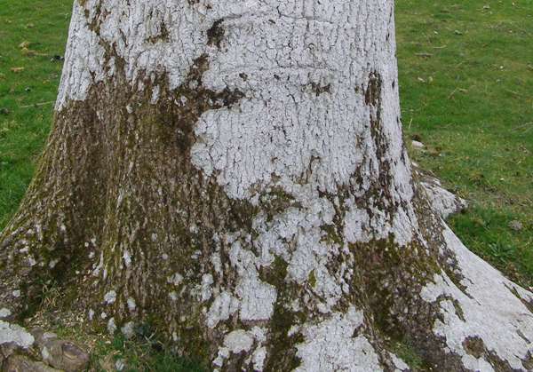 Trunk of an Ash tree