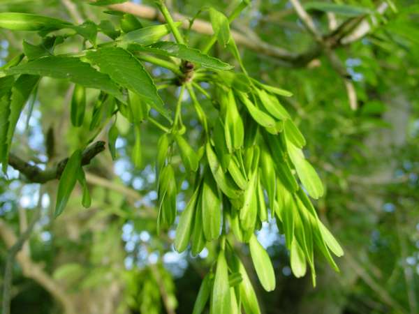 Ash seeds