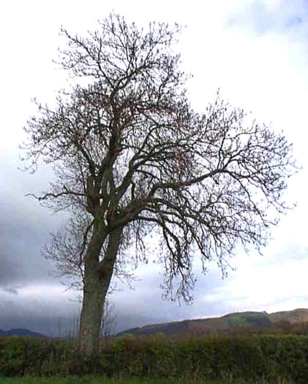 Ash tree silhouette in winter