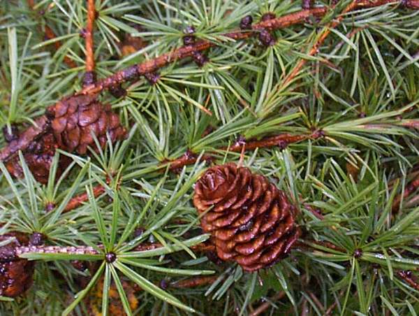 Japanese larch cone