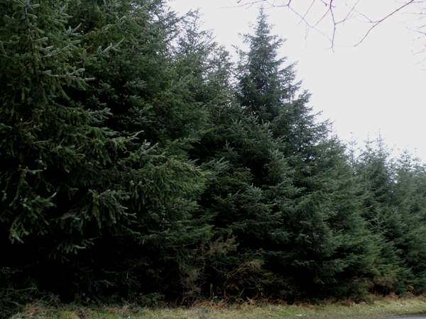 Spruce trees