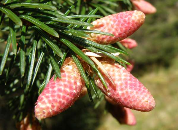 Young female spruce cones