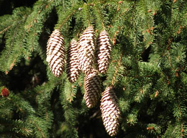 Mature Spruce cones