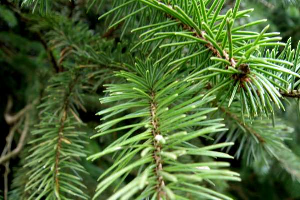 Needles of a Norway Spruce