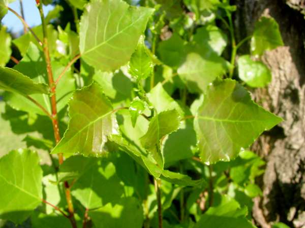 Young leaves of a Black Poplar
