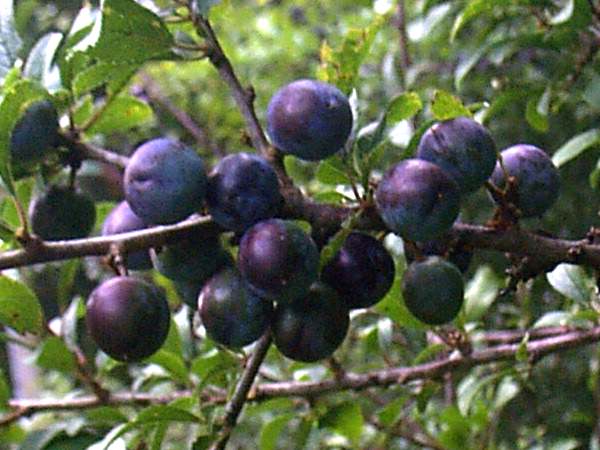 Sloes - fruits of Blackthorn