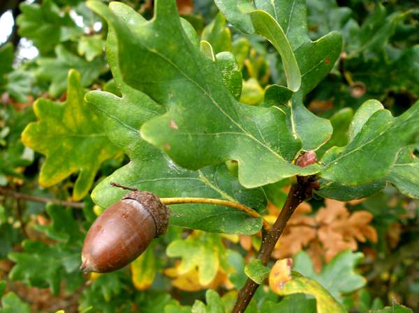 Leaves and acorn of Quercus robur, English Oak