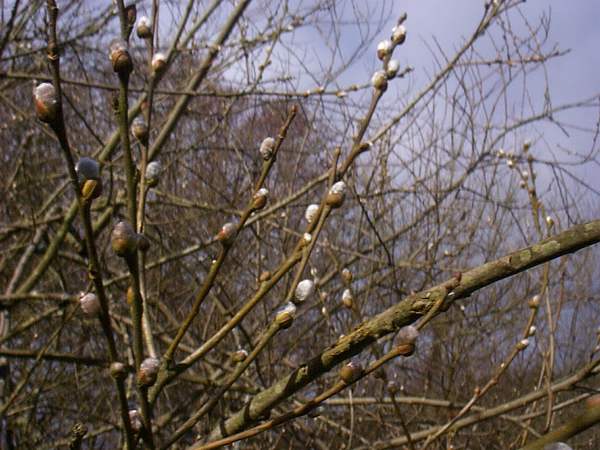 Goat willow flower buds