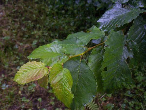 Elm leaves in springtime