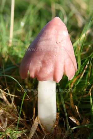 A Pink Waxcap fungus