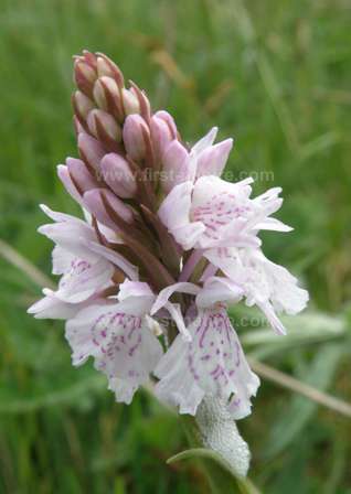 The Heath Spotted-orchid