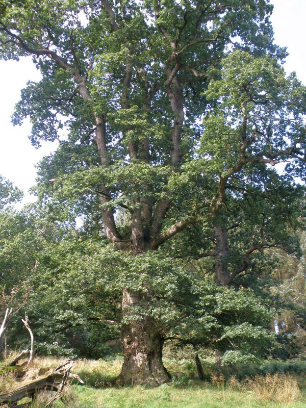 One of the ancient trees at Gregynog