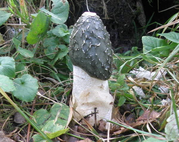 The Stinkhorn fungus