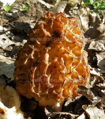 A Morel, one of the fungi species to occur at Merthyr Mawr