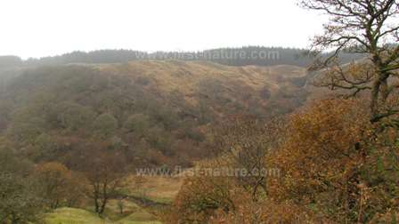 The oak woodland at Nant Irfon