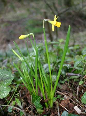 Native Welsh Daffodil
