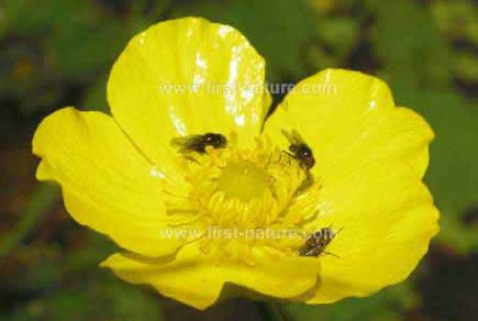 Greater Spearwort