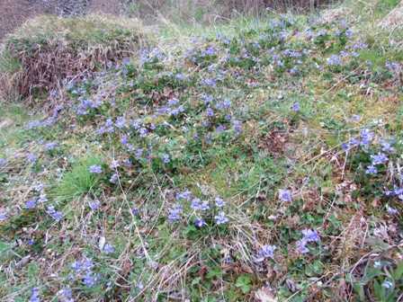 A bank of violets at Roundton Hill in early spring