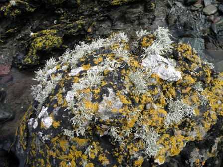 Lichens at Cemlyn Bay
