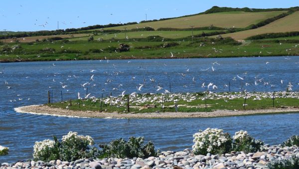 Thousands of terns return to the islands on the lagoon each year to raise their young.