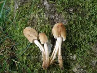Inkcap fungi