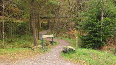 A woodland path at Llyn Crafnant