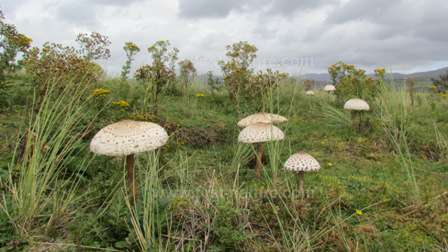 Morfa Dyffryn is famous for its fungi