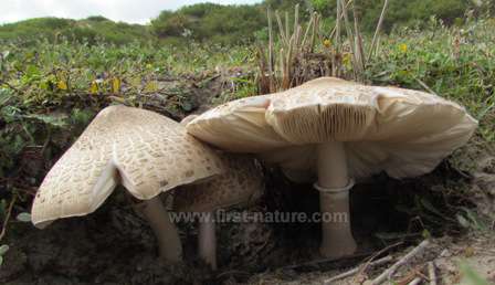 Agaricus fungi at the reserve