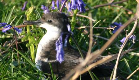 Manx Shearwater