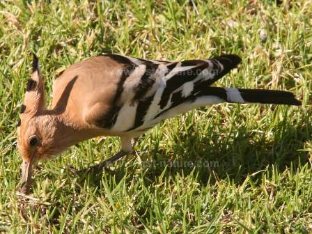 A Hoopoe - an occasional visitor to Bardsey
