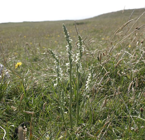 Autumn Lady's-tresses flower on Bardsey