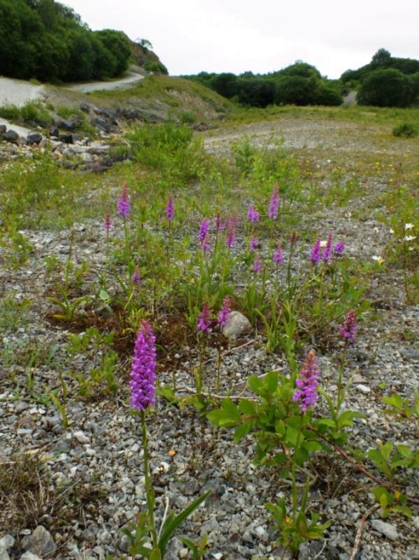 Chalk Fragrant-orchids at Minera Quarry